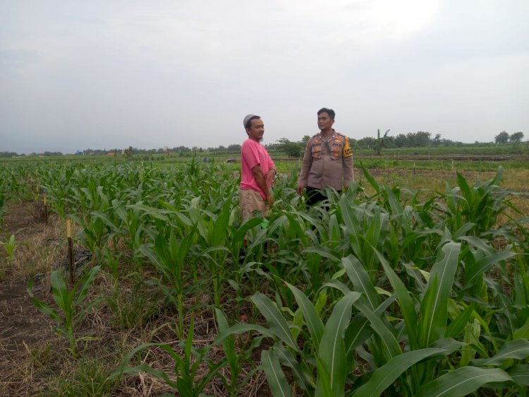 Dukung Ketahanan Pangan Polresta Sidoarjo, Kanit Binmas Polsek Krembung Tinjau Lahan Jagung Bersama Warga